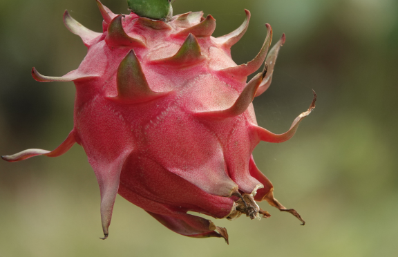 Wildberry dragon Fruit Farm 1
